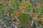 Euphorbia breviarticulata Wangala Kenya 2014_0031.jpg